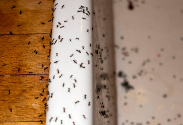Best Ant Control Services  in Naples, TX