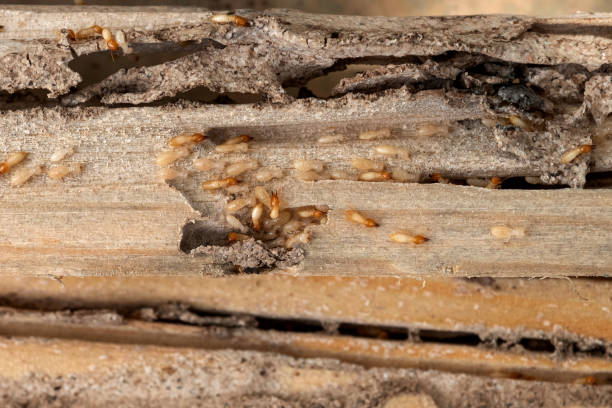 Best Local Pest Control Services  in Naples, TX