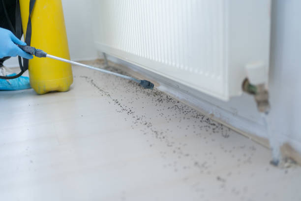 Best Pest Inspection Near Me  in Naples, TX