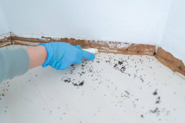 Best Pest Removal Services  in Naples, TX
